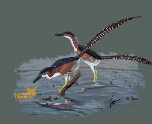 Buitreraptor-gonzalezorum