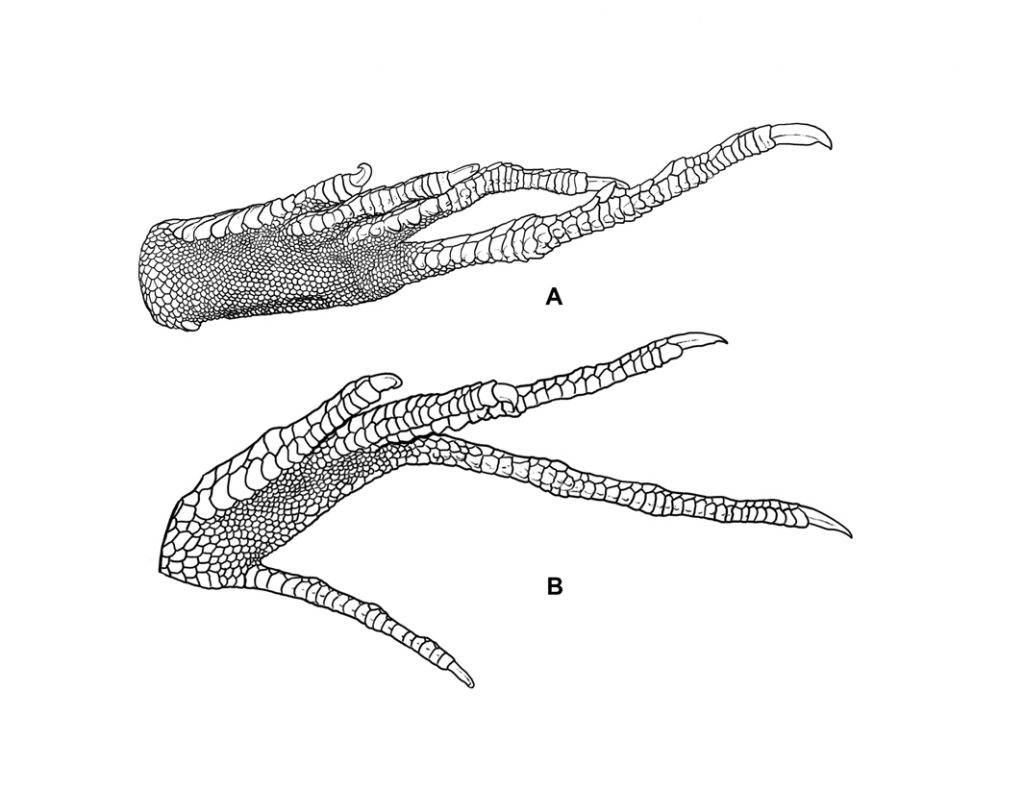 Feet of Teius and cnemidophorus