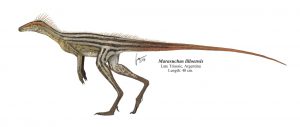 Marasuchus-lilloensis