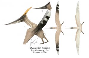 Pteranodon-longiceps