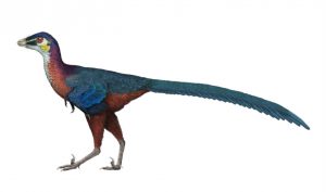 Troodontid
